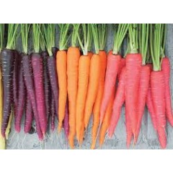 Rainbow Mix Carrot Seeds 